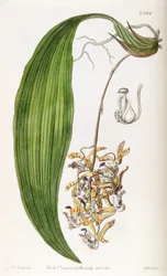 Cirrhaea loddigesii (als syn. Cirrhaea obtusata)